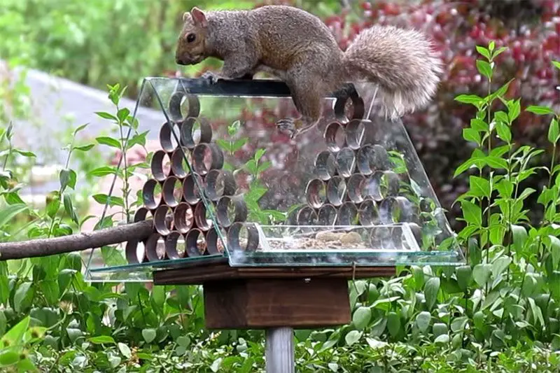 Build A Squirrel Proof Bird Feeder 