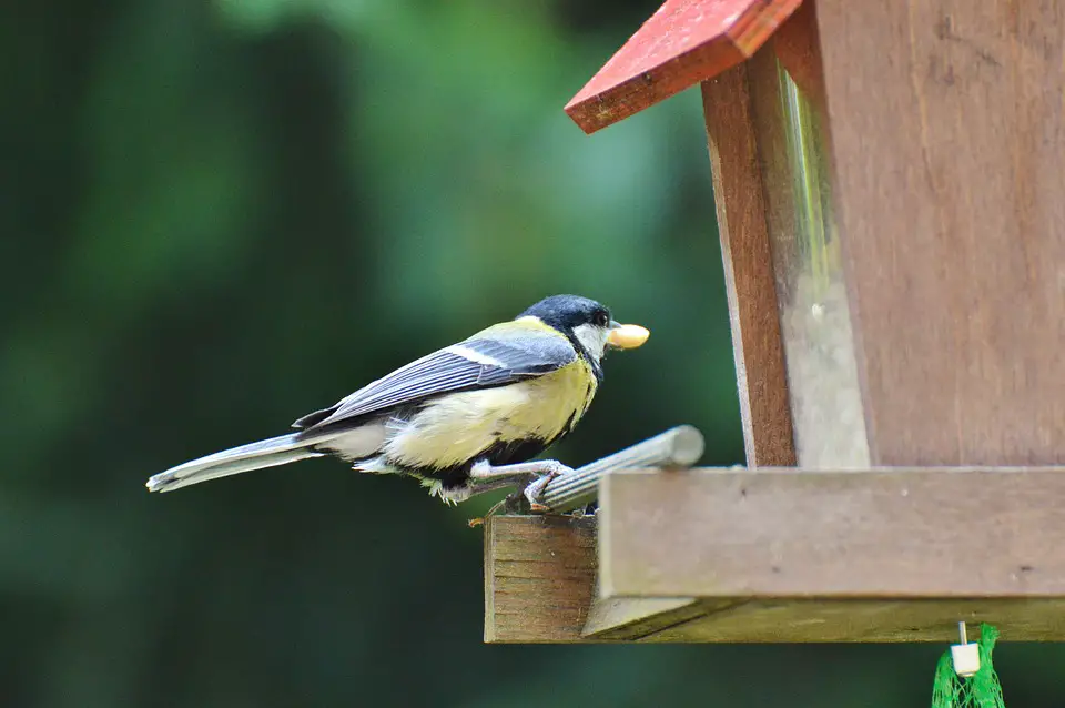 Foraging Tit Garden Bird Animal Feeding Station