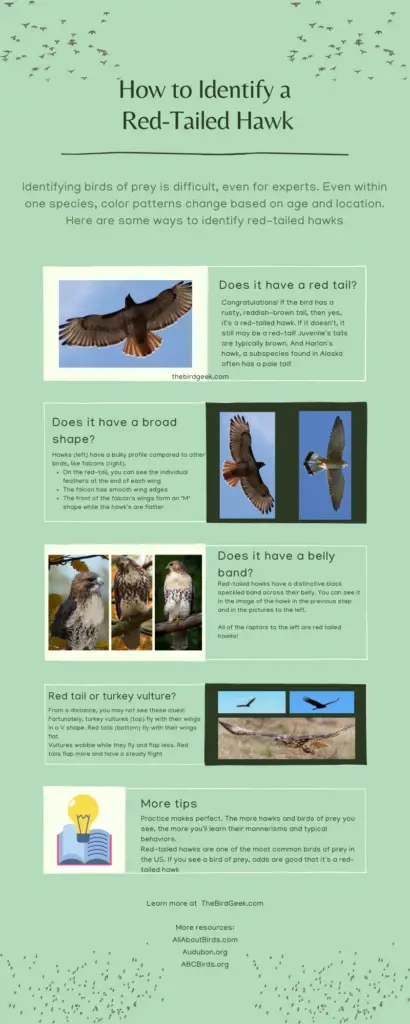 how to identify a red tailed hawk infographic