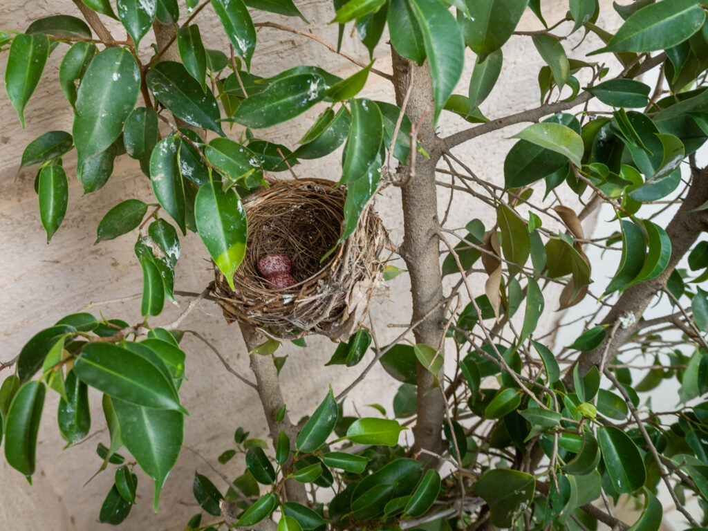 Red-whiskered Bulbul Nest