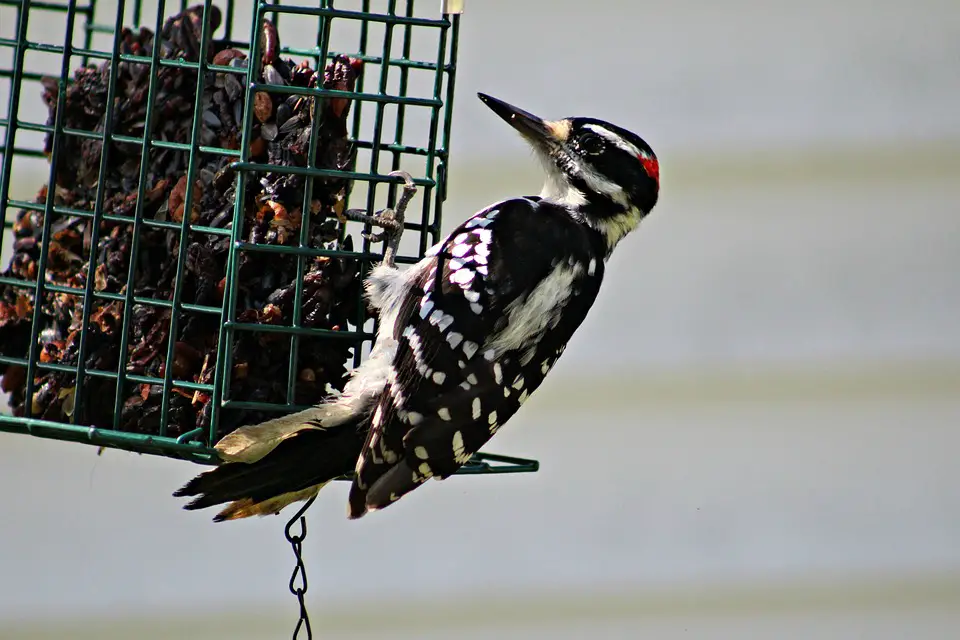 Woodpecker Feeder Bird Hairy Woodpecker Suet
