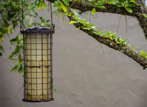 bird feeder near a birdhouse