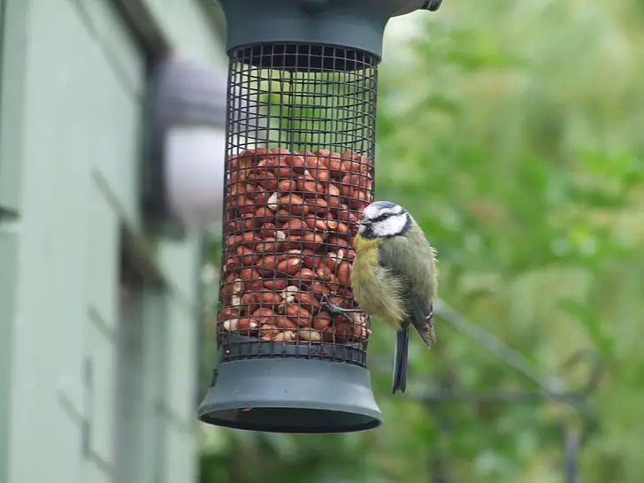 bird seed vs. suet vs. peanuts