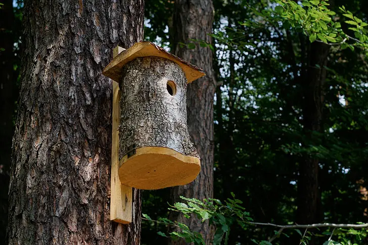 should I put anything in a birdhouse