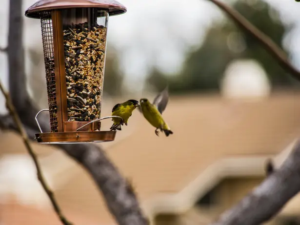 goldfinches-on-a-bird-feeder