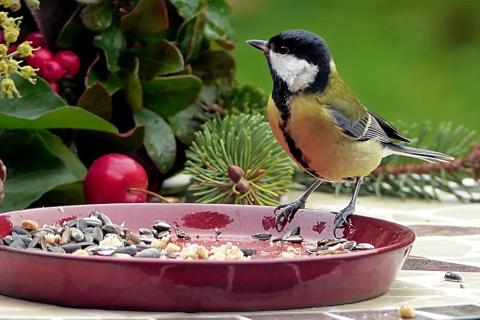 make your own birdseed mix