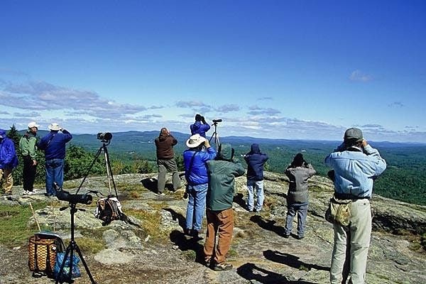 hawk migration sites in Massachusetts
