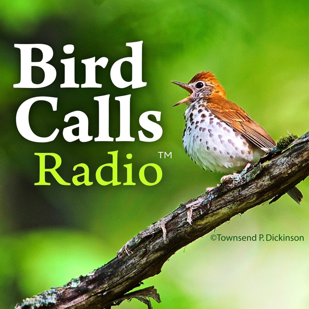 Birds Radio Podcast