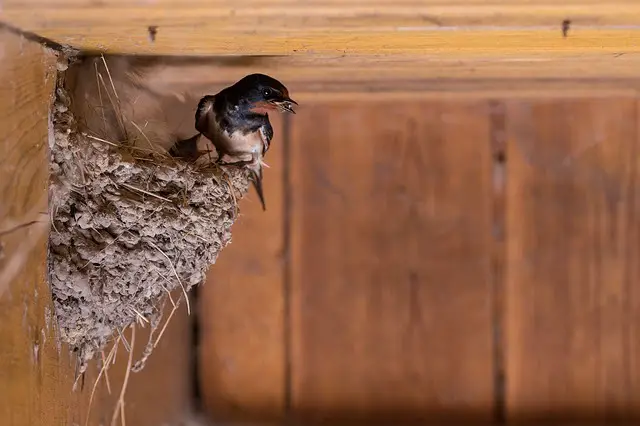 Bird nest under a deck
