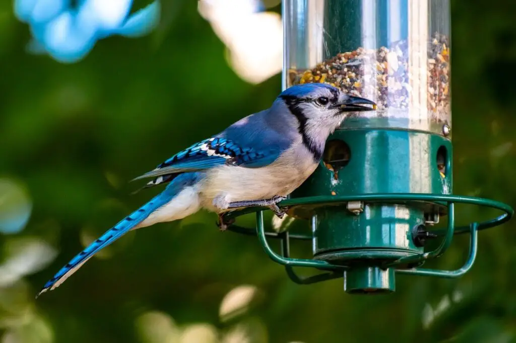bird food to attract colorful birds