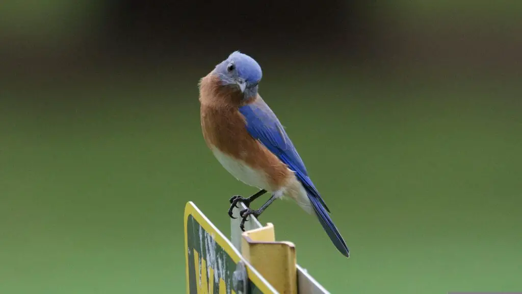 Bluebirds vs Purple Martins