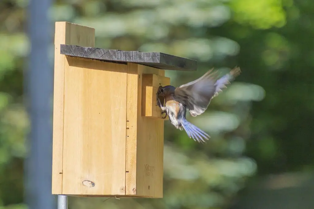 Bluebirds vs Purple Martins