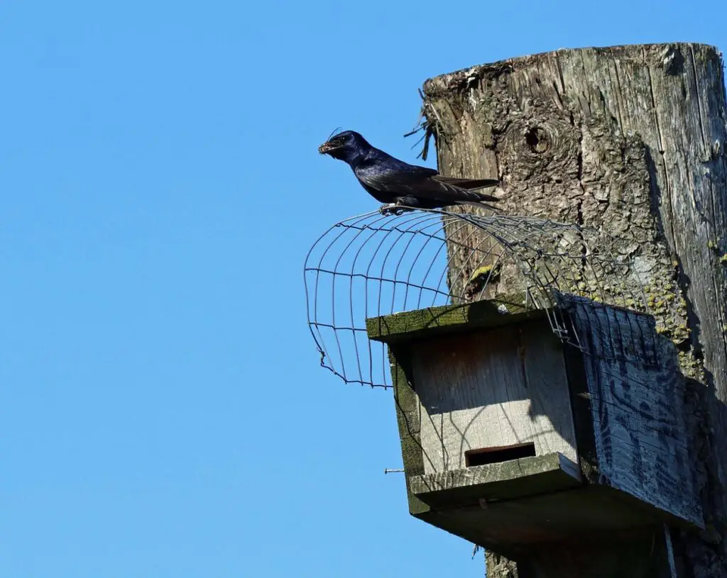 Bluebirds vs Purple Martins