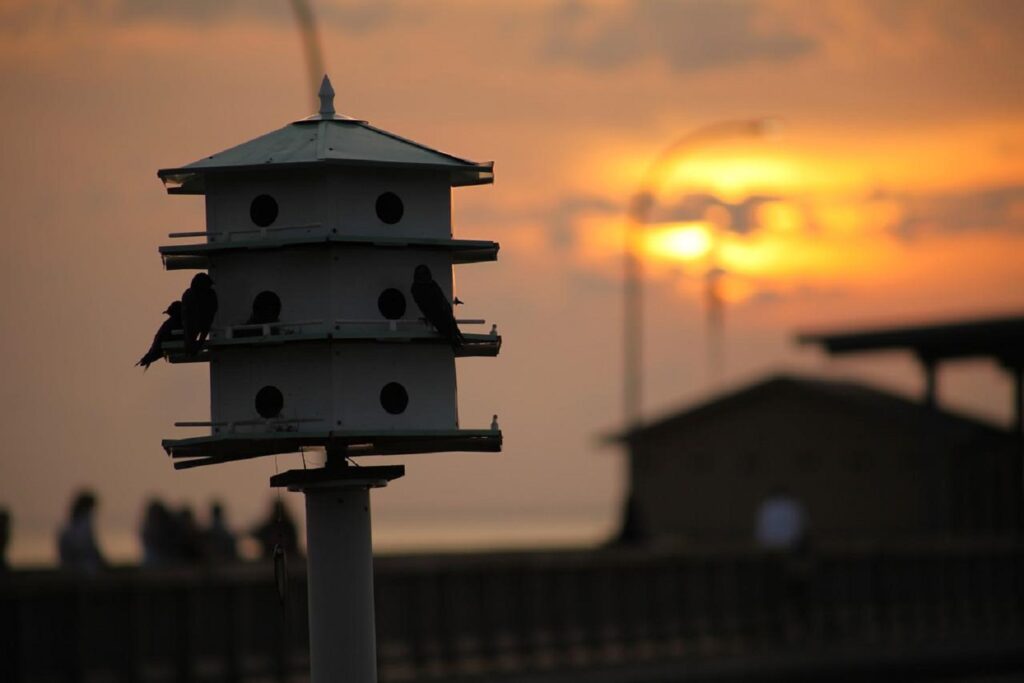 Bluebirds vs Purple Martins