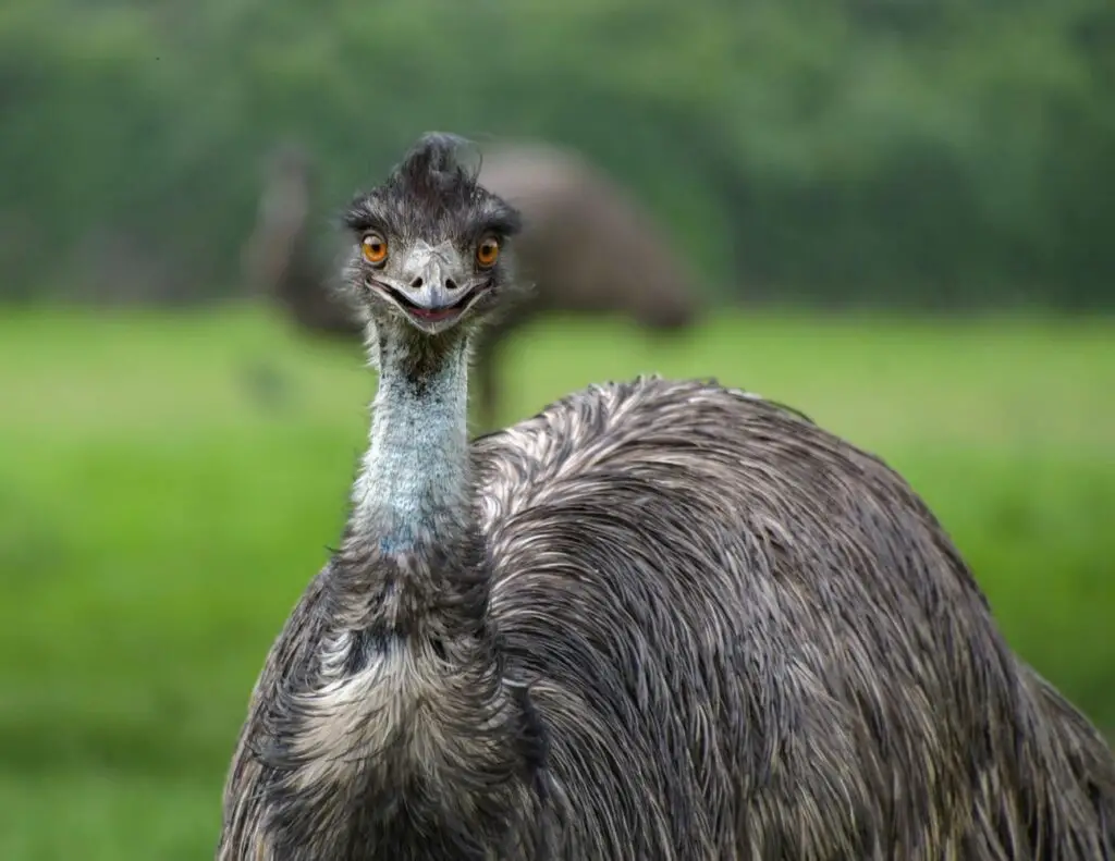 facts about the largest birds the emu