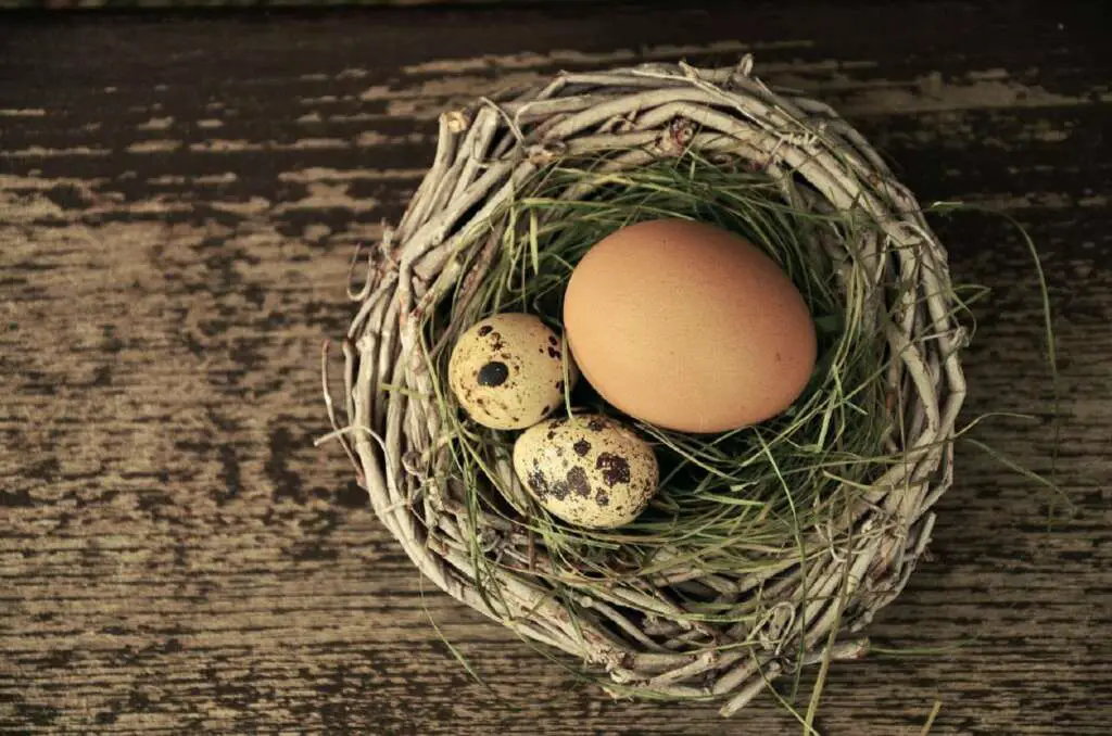 Bird Nest with Different Colored Eggs