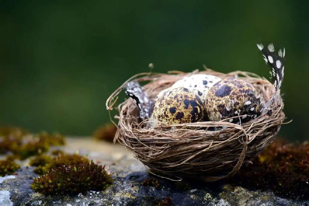 Bird Nest with Different Colored Eggs