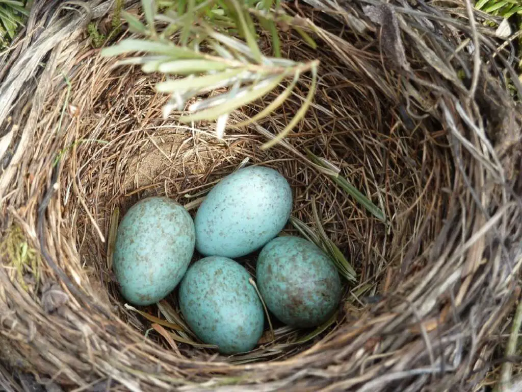 Bird Nest with Different Colored Eggs