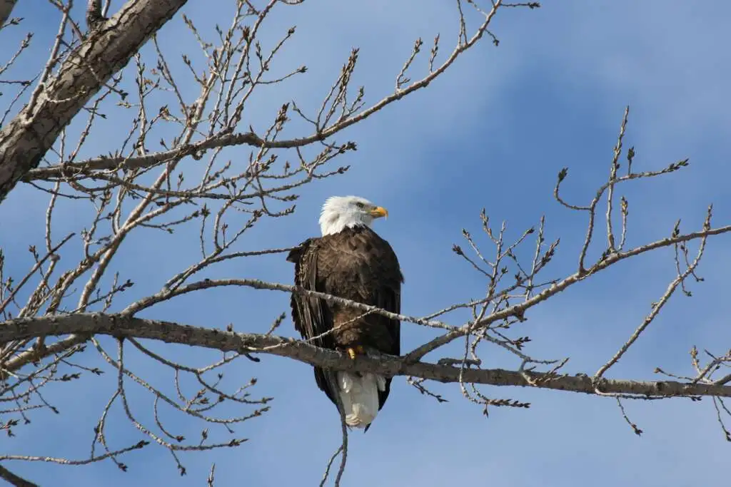 Guide to Birding in the Snow