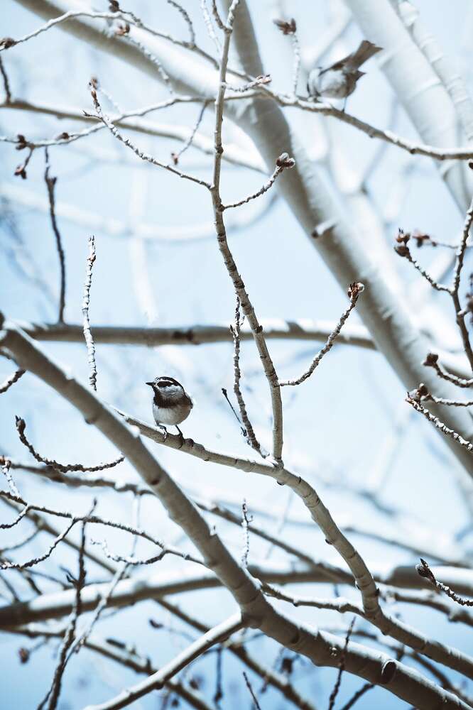 birding-in-the-snow