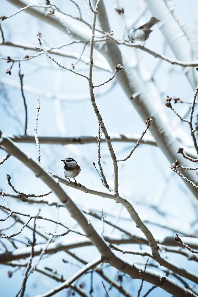 Guide to Birding in the Snow