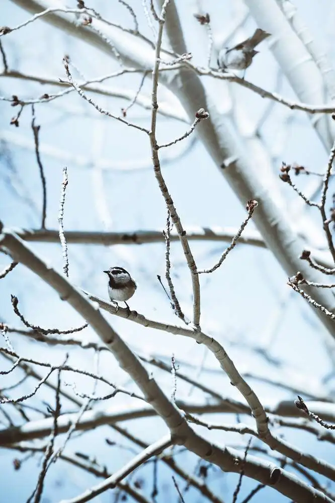 Guide to Birding in the Snow