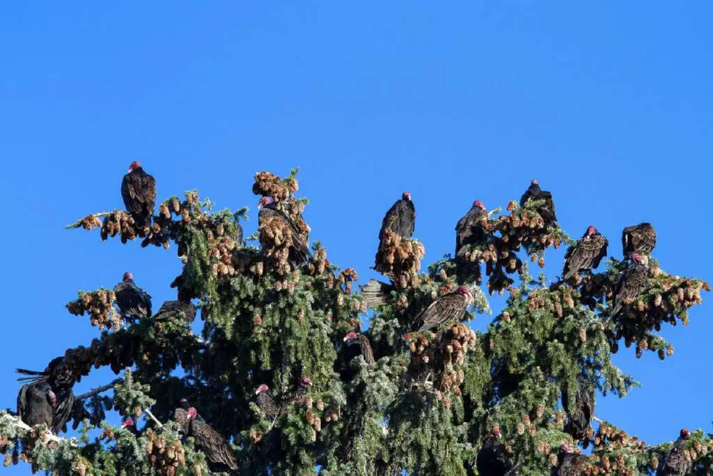 How To Deter Vultures