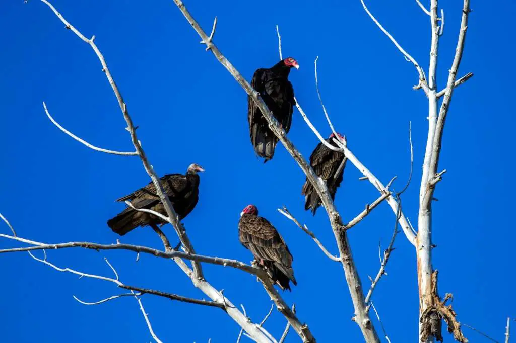 How To Deter Vultures