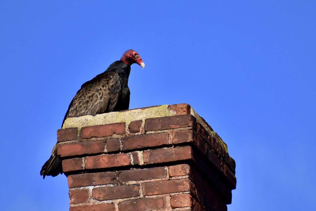 how to deter vultures