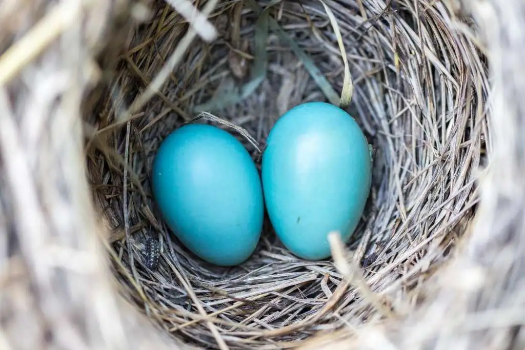 How to Stop Birds From Nesting on Car Mirrors