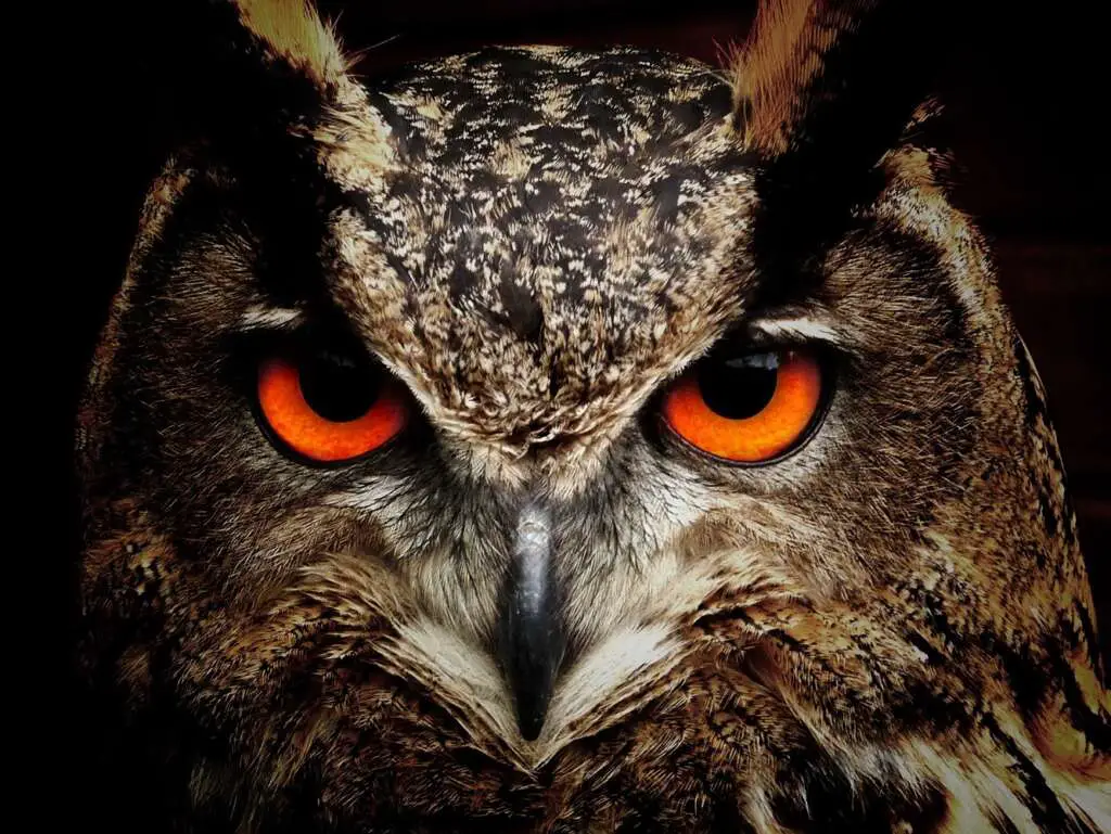 Owl Names in Mythology