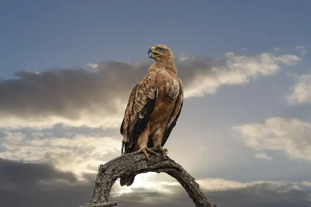Falcon names in Mythology | 16 Greek, Norse, Celtic, and More Legendary Birds of Prey 2 falcon names in mythology