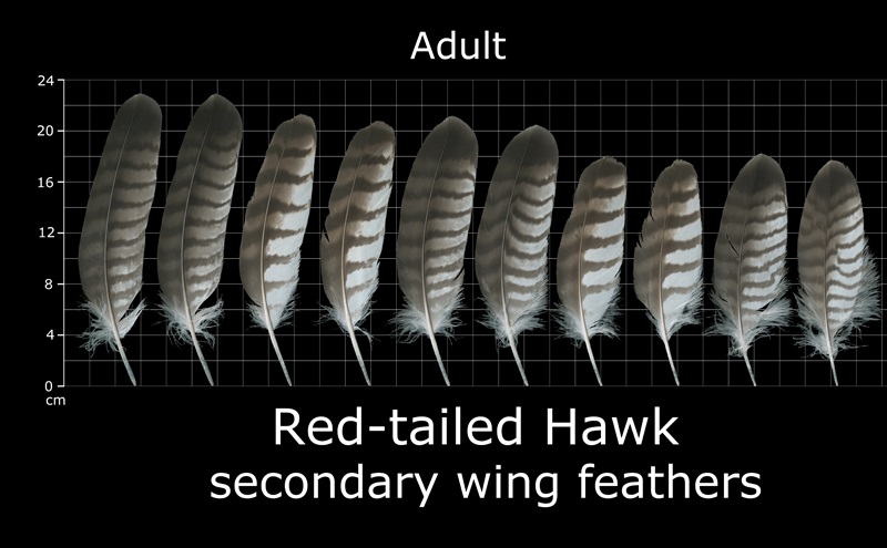 Adult Red tailed Hawk Secondary Wing Feathers