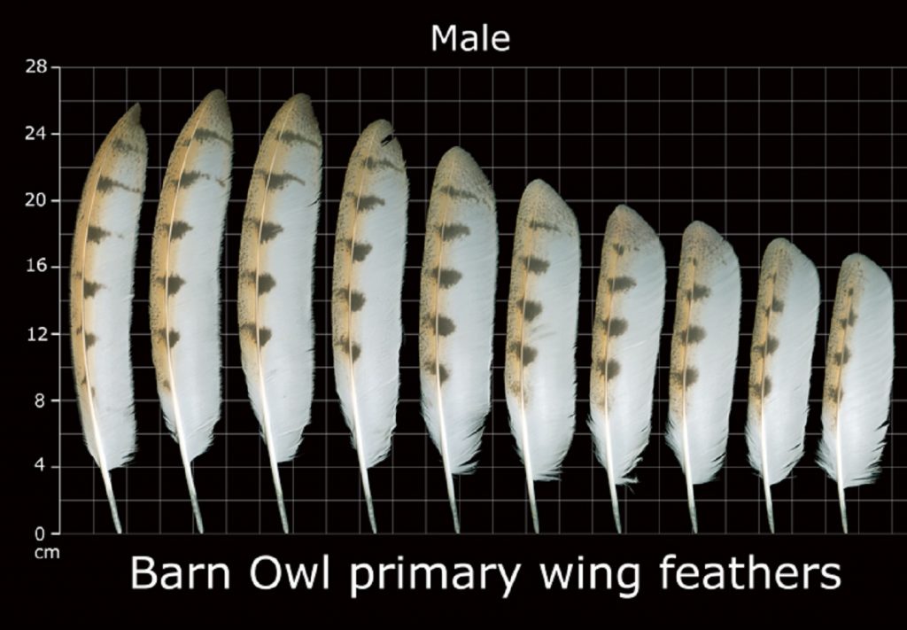 Barn Owl primary wing feathers