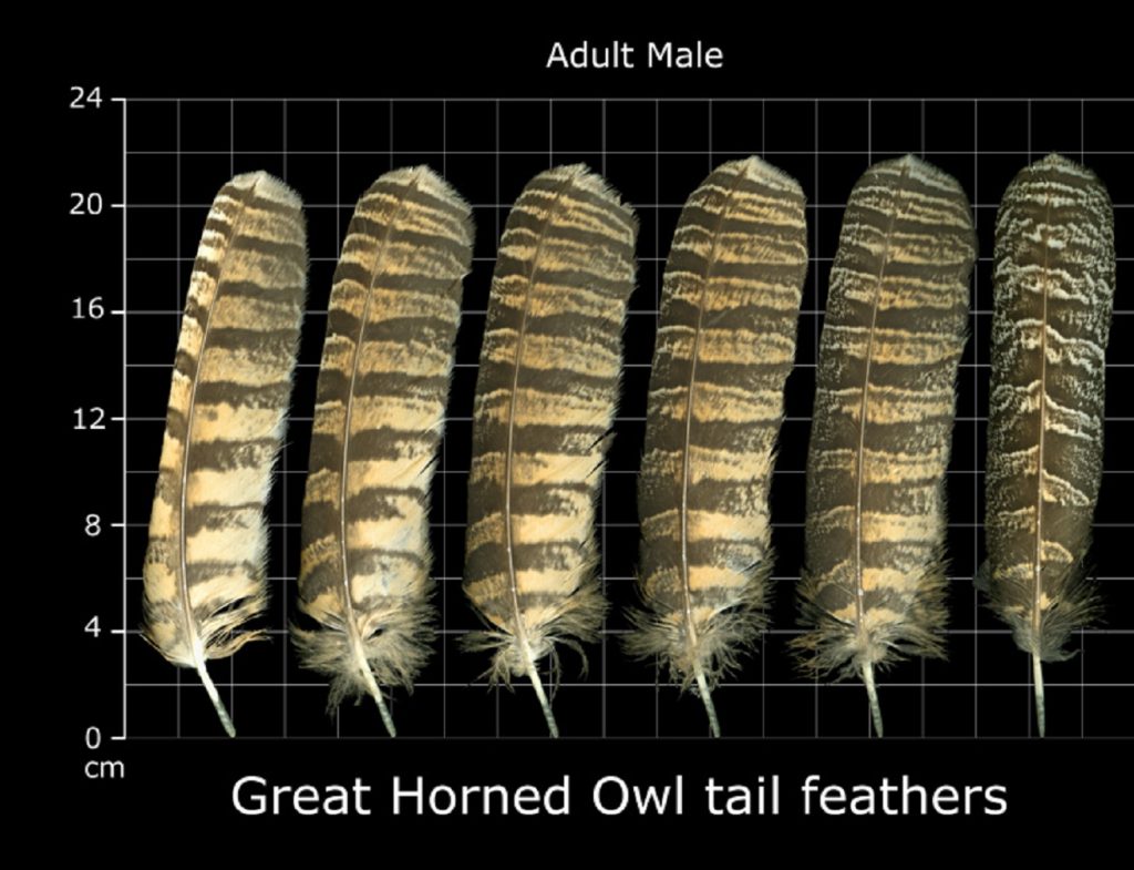 Great Horned Owl Tail Feathers 1