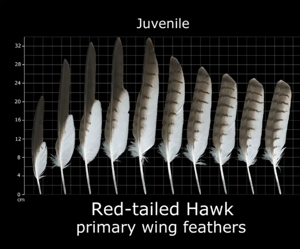 Juvenile Red Tailed Hawk Primary Wing Feathers