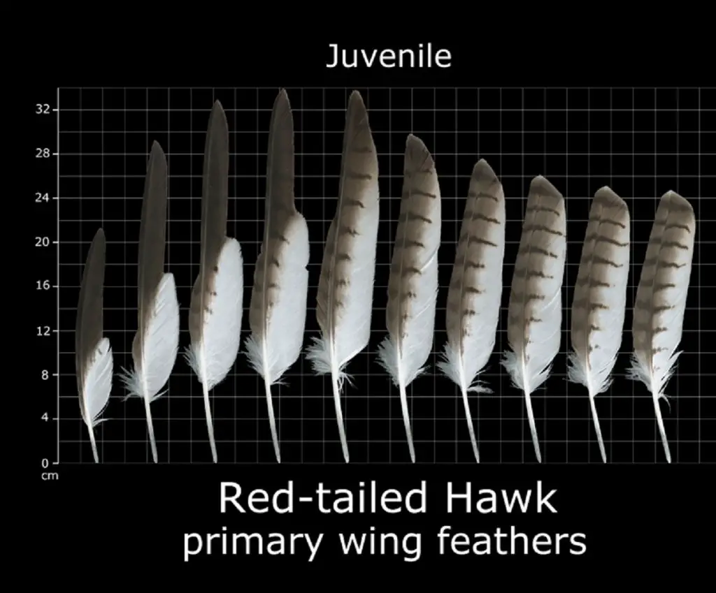 How to Identify Red Tailed Hawk Feathers Ultimate Guide With Pictures