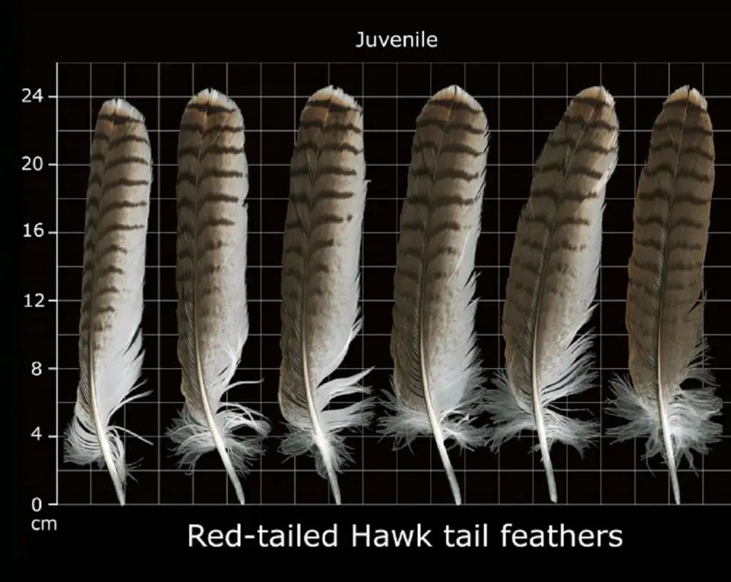 Juvenile red tail hawk tail feathers