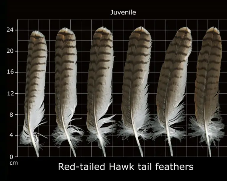 How to Identify Red Tailed Hawk Feathers - Ultimate Guide With Pictures ...