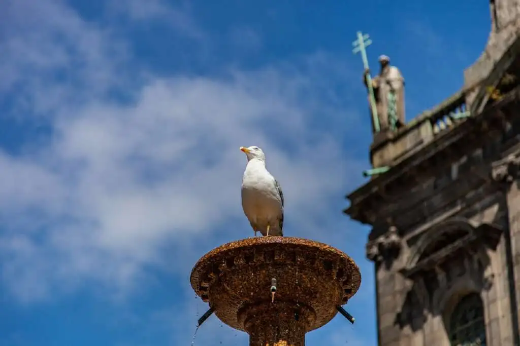 Seagull Symbolism and Mythology