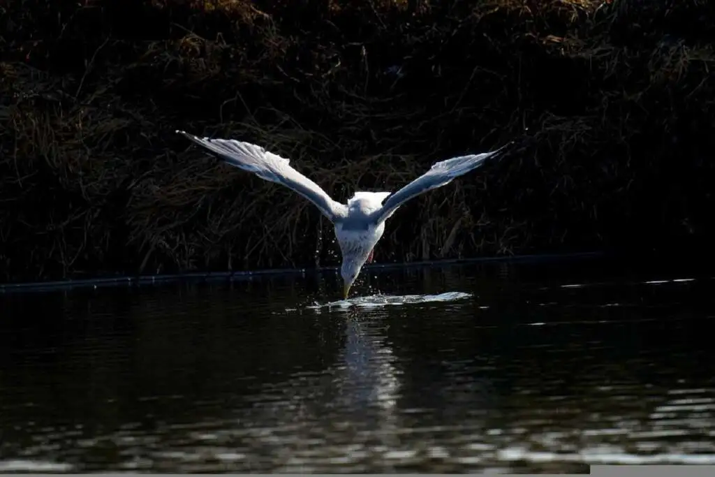 Seagull Symbolism and Mythology