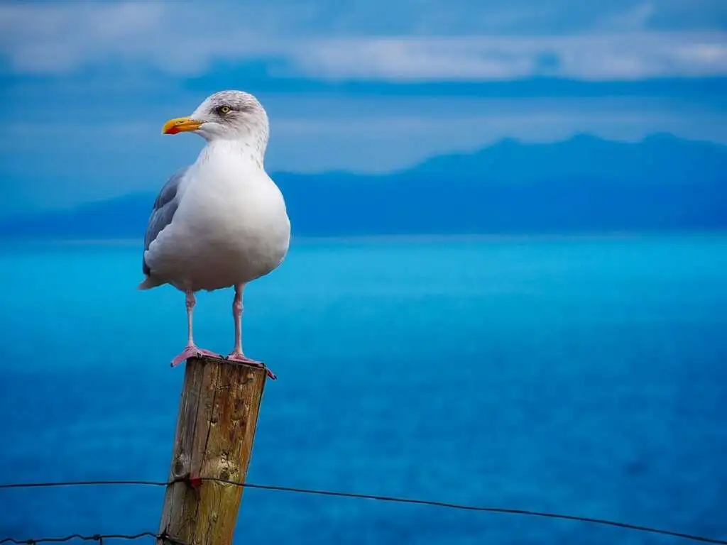 Seagull Symbolism and Mythology