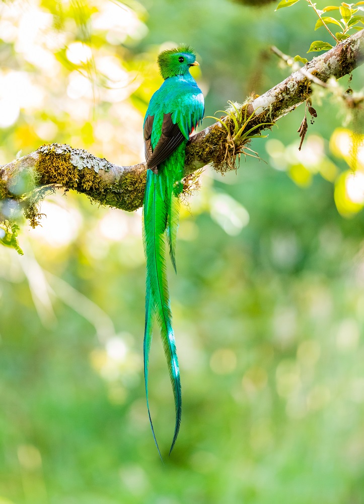 quetzal bird facts