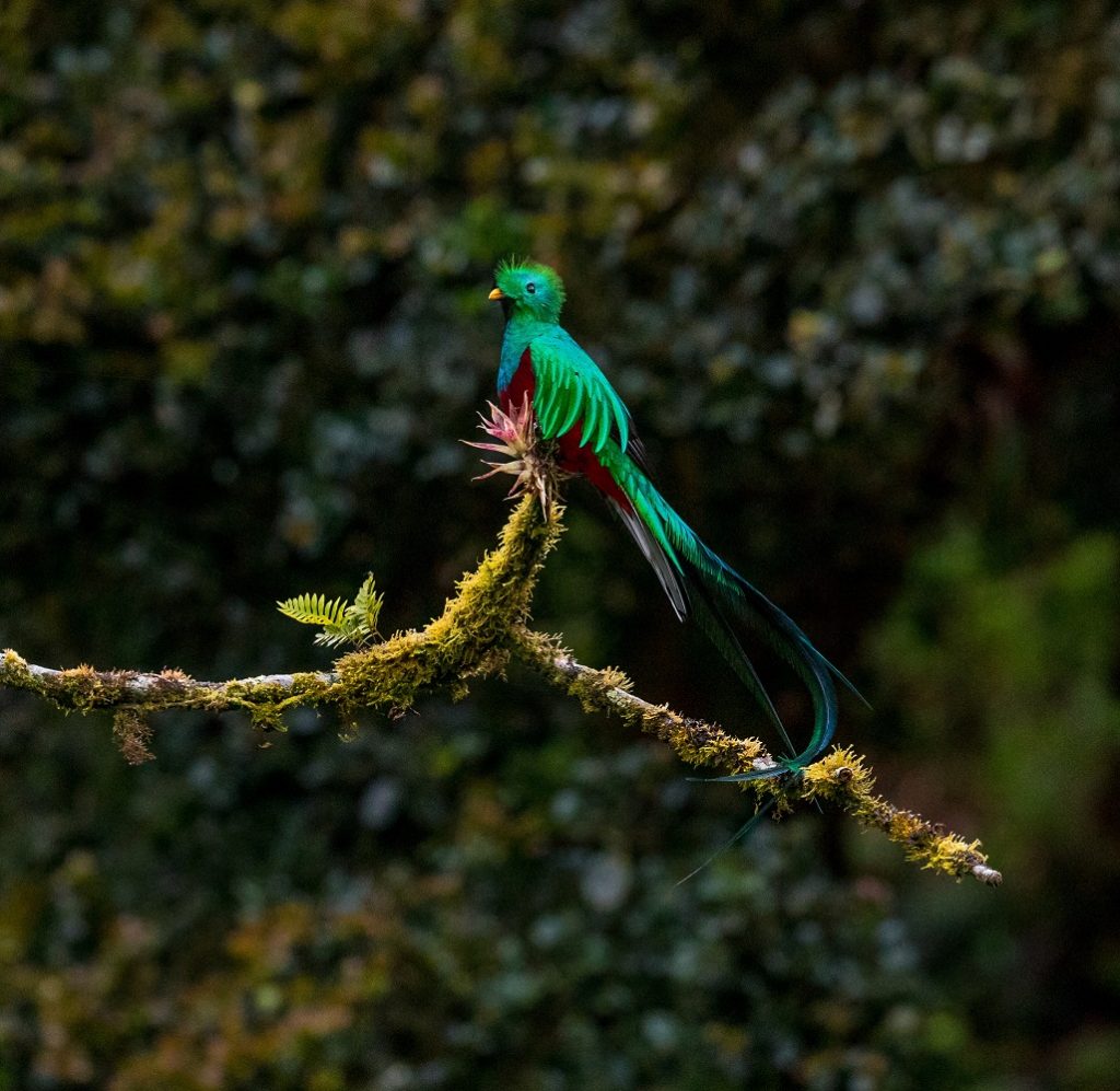 quetzal bird facts