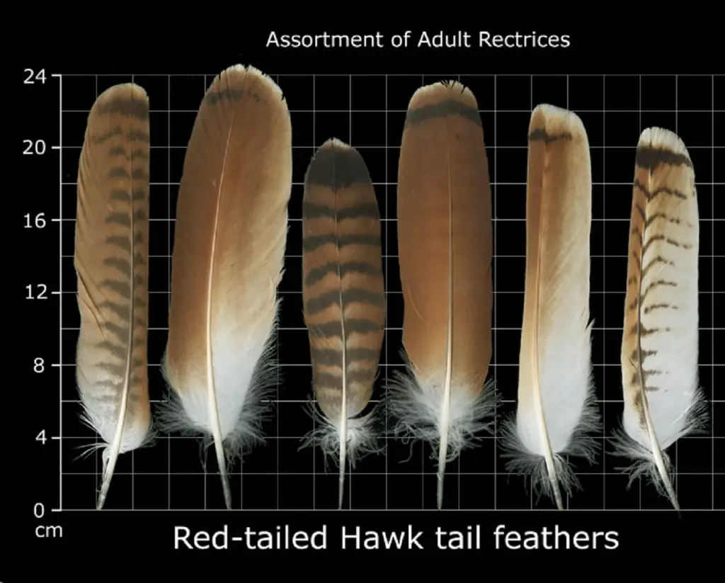 variety of sizes and colorations from various red tailed hawk tail feathers