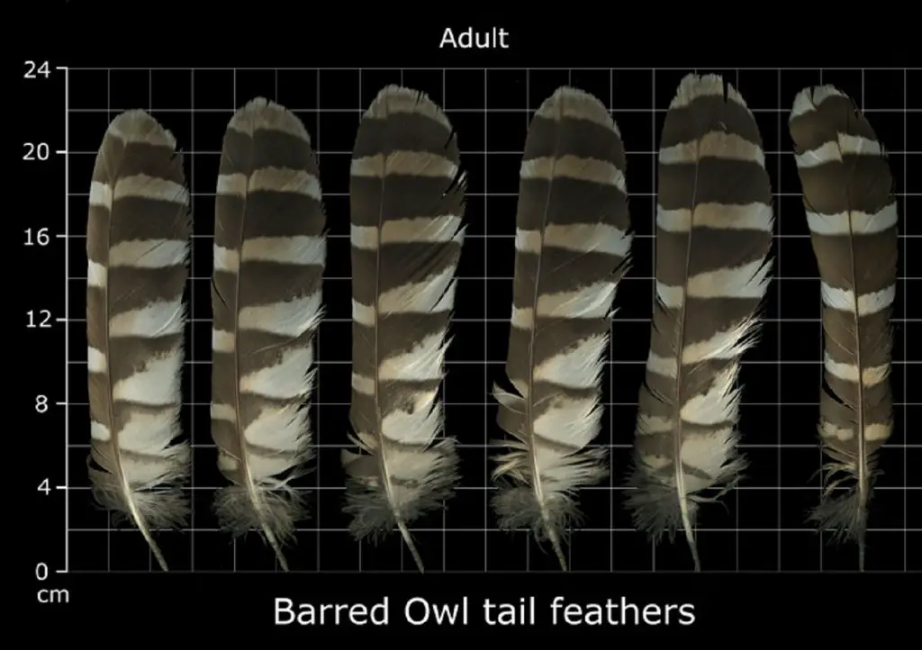 How to Identify Owl Feathers