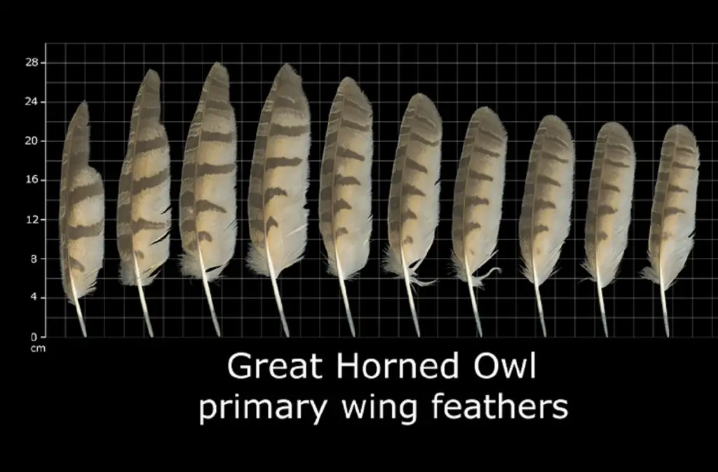 How to Identify Owl Feathers