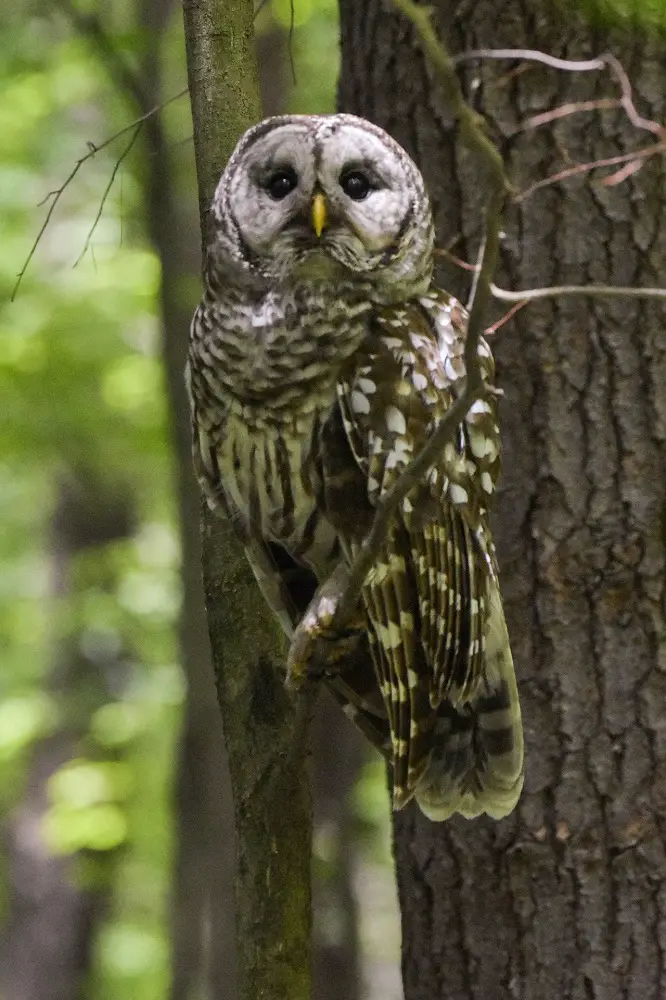 How to Identify Owl Feathers