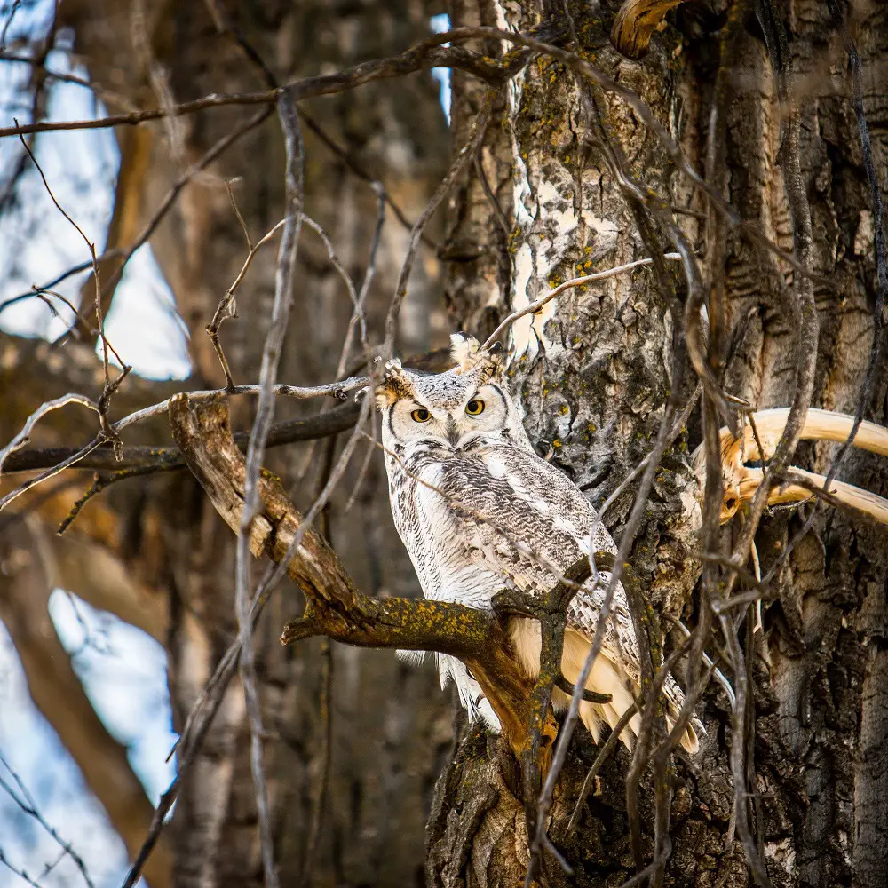 How to Identify Owl Feathers