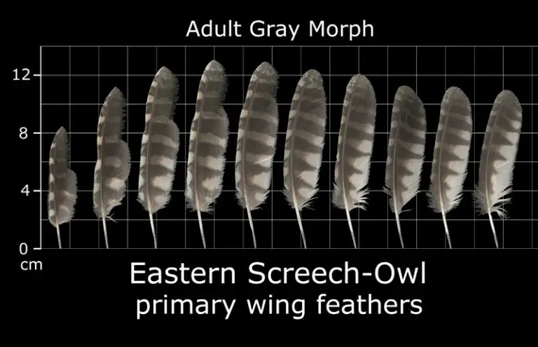 How To Identify Owl Feathers - Best Guide On Recognizing Owl Feathers ...